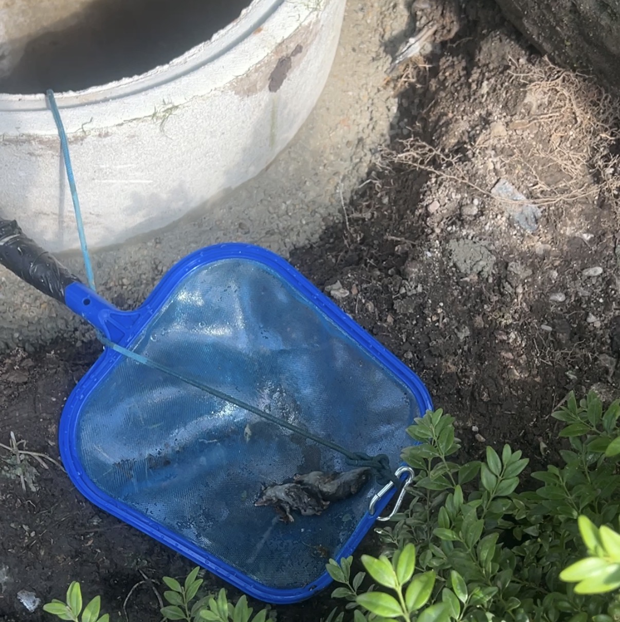 Verweste Ratten im Trinkwasserbrunnen